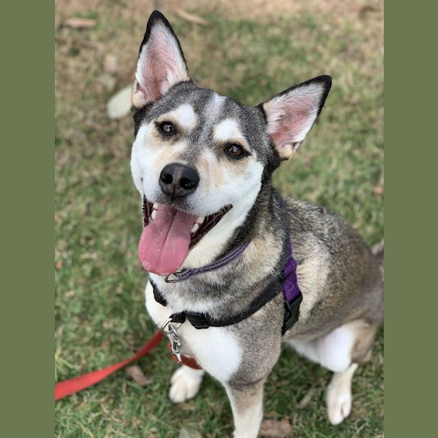 Photo of Koda