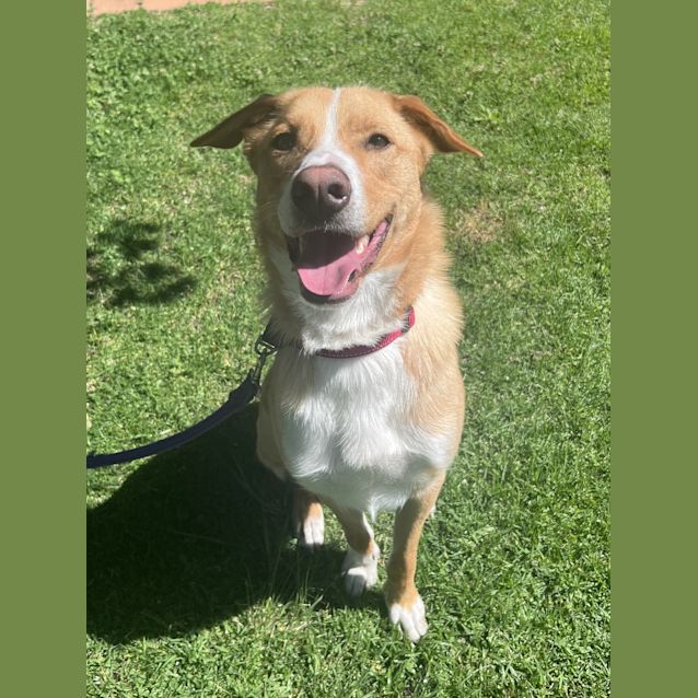 Photo of Cosmo
