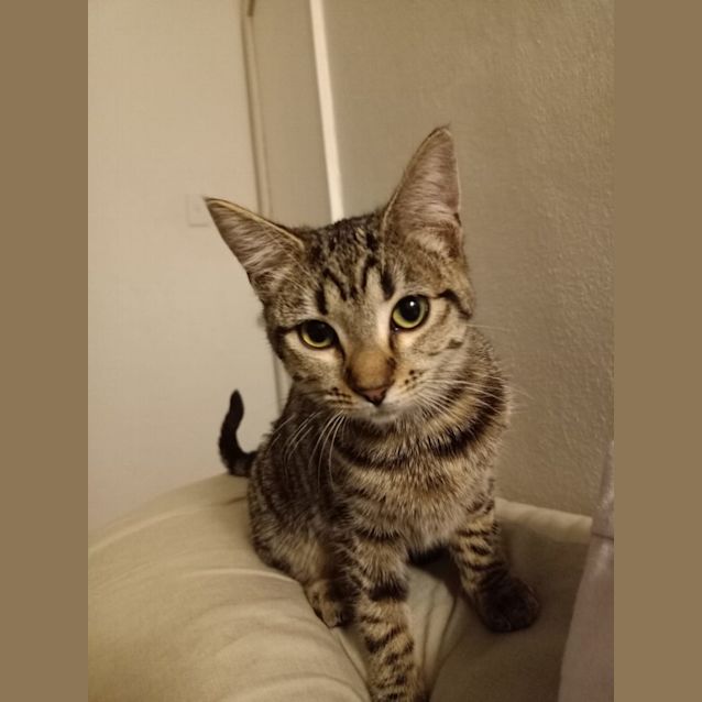 Photo of Mochi