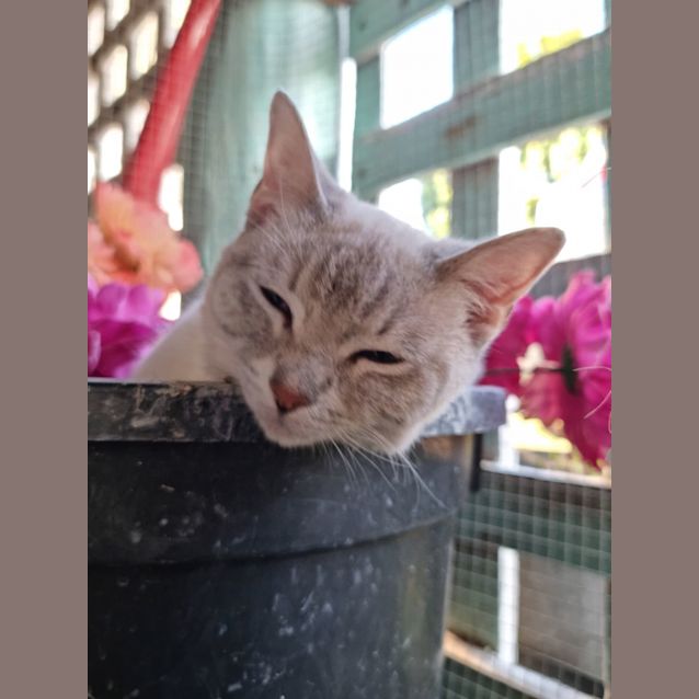 Photo of Dee Dee