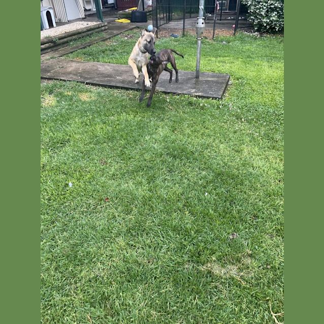 Photo of Mocona / Bandit