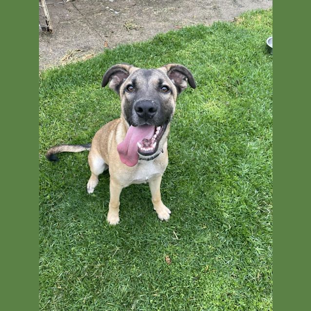 Photo of Mocona / Bandit