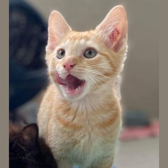 Photo of Bean
