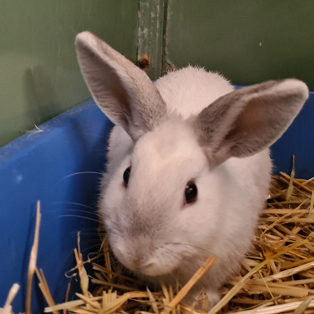 Photo of Dusty