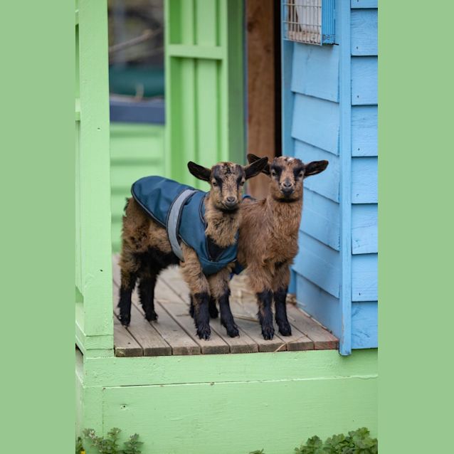 Photo of Peeky & Perky