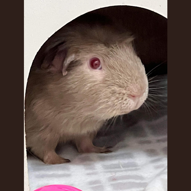 Photo of Chomp (Guinea Pig 60)