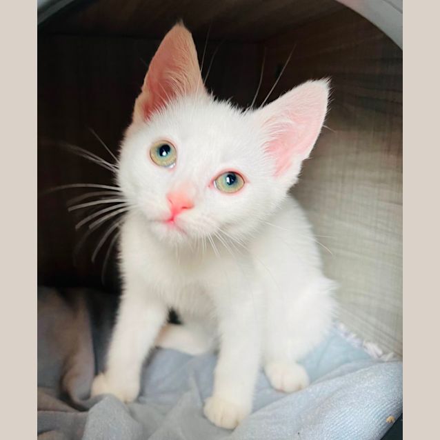 Photo of Mr Green Eyes  Miles