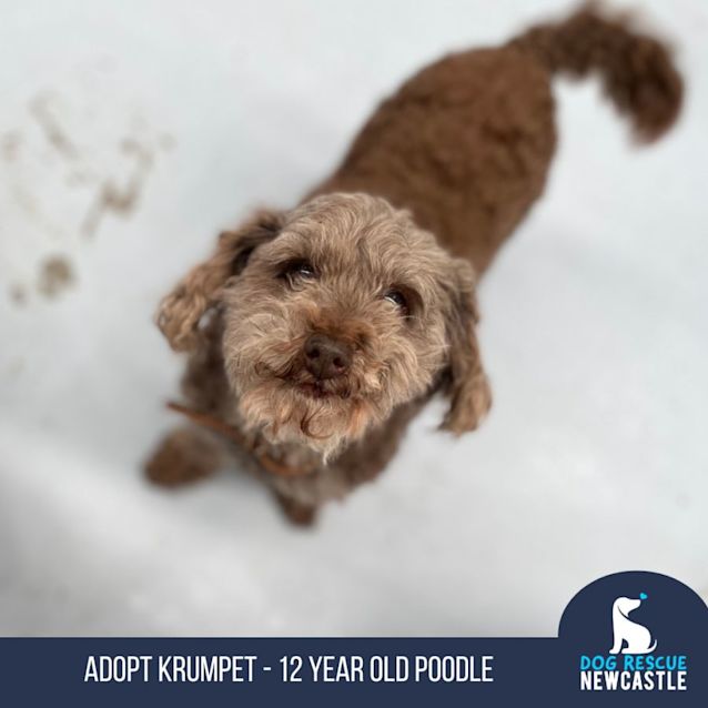 Photo of Krumpet   12 Year Old Toy Poodle(on Trial 2/12/22)