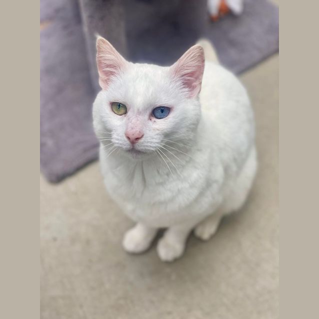 Photo of Marshmallow