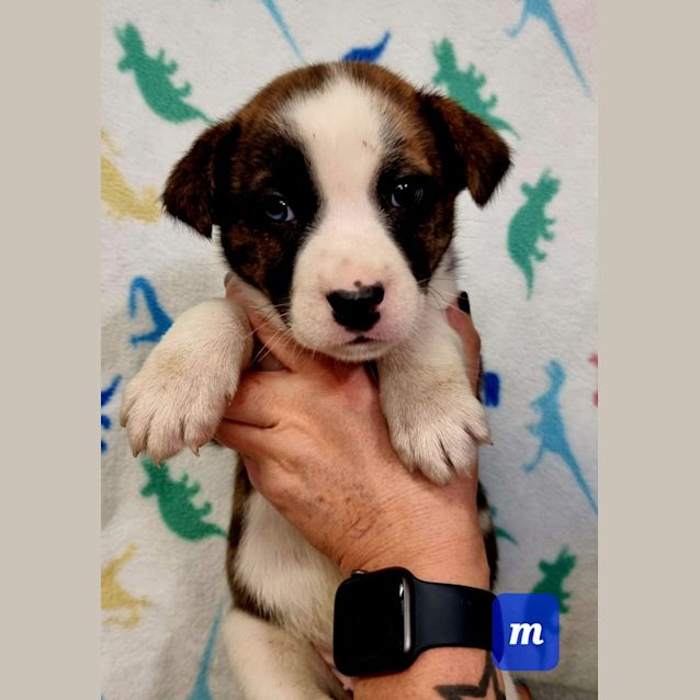 Photo of Arlo
