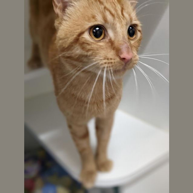 Photo of Echo