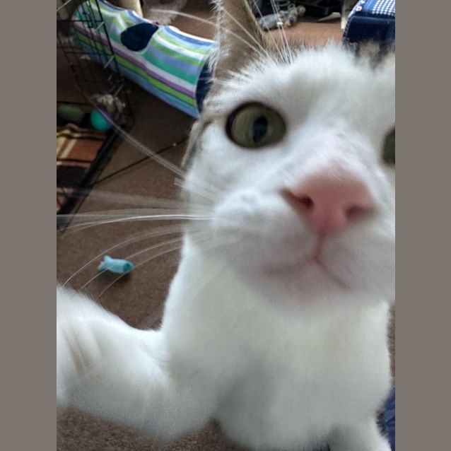 Photo of Toby