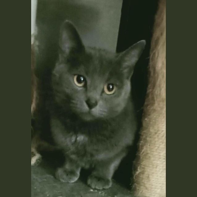 Photo of Gracie
