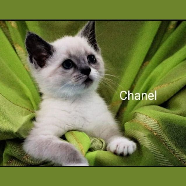 Photo of Chanel