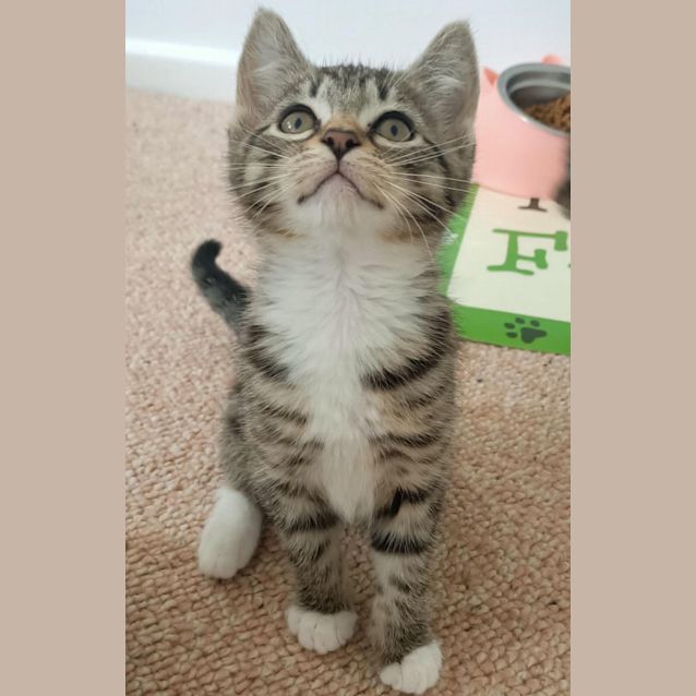 Photo of Lyra   Located In Eltham