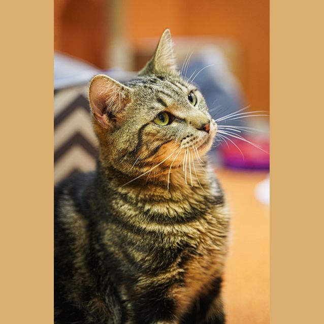 Photo of Rambo