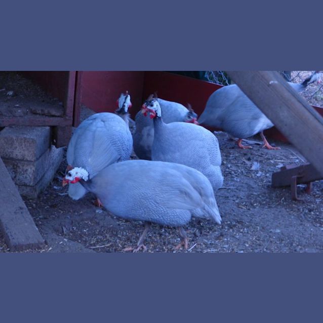 Photo of Guinea Fowl