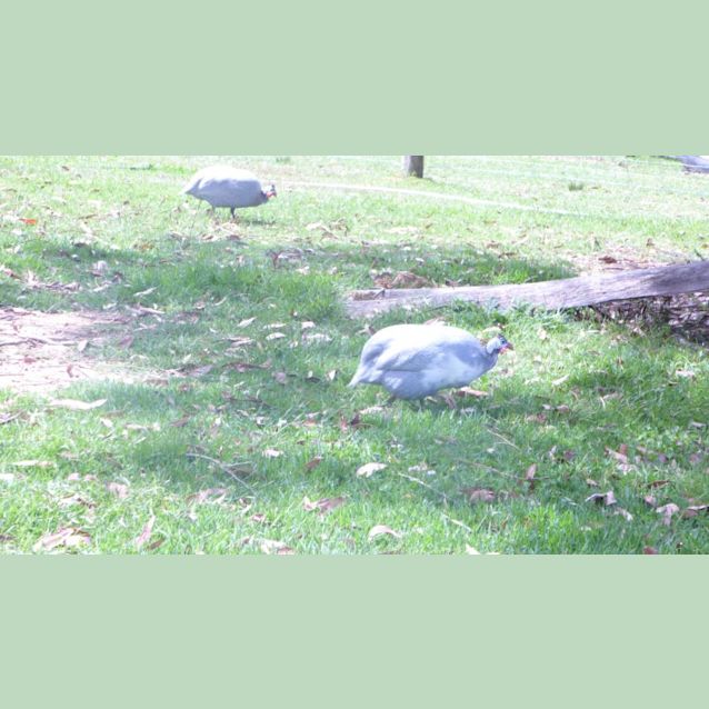 Photo of Guinea Fowl