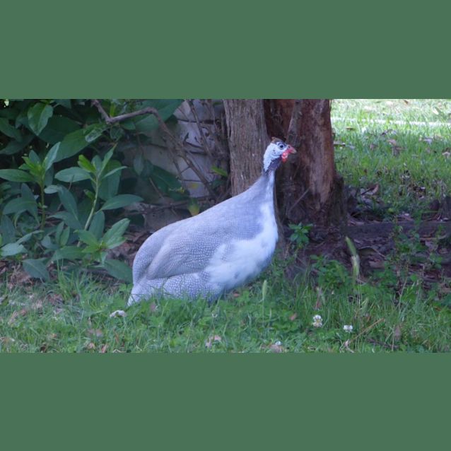 Photo of Guinea Fowl