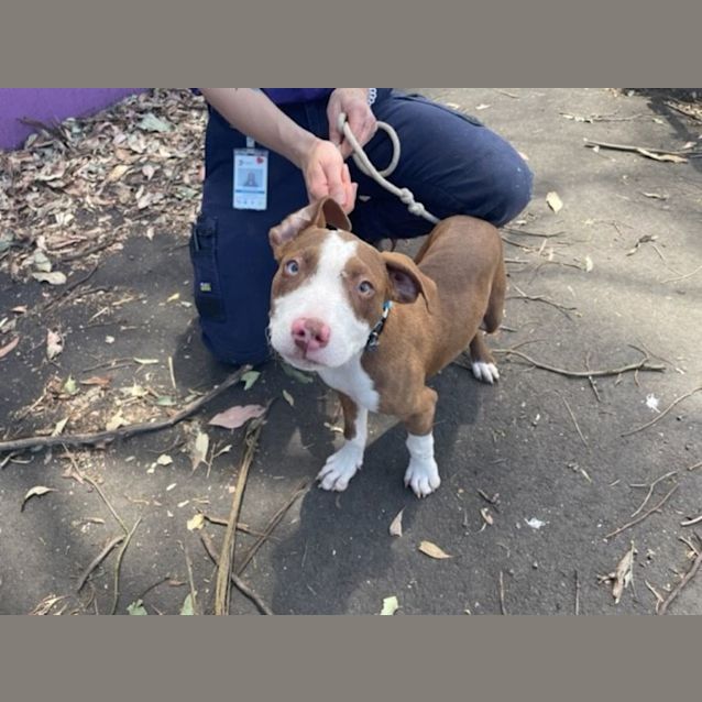 Photo of Milo (Imp No. 1786)