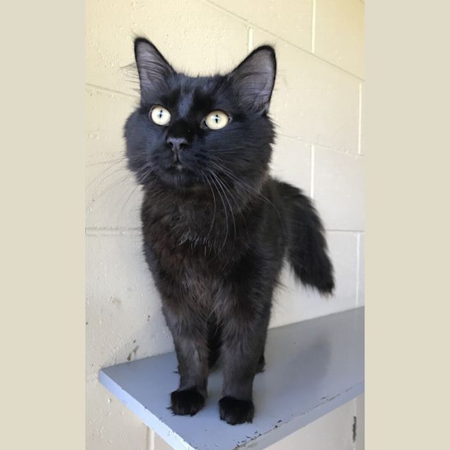 Photo of Dexter