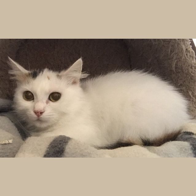 Photo of Poppy