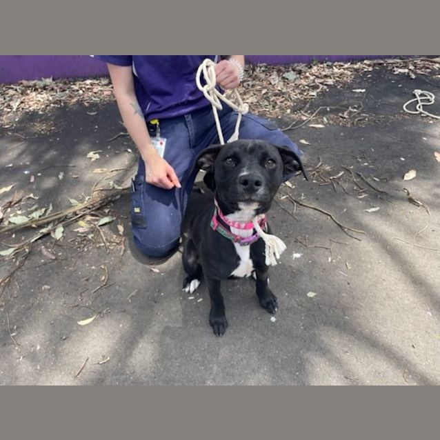 Photo of Coco (Imp No. 1773)