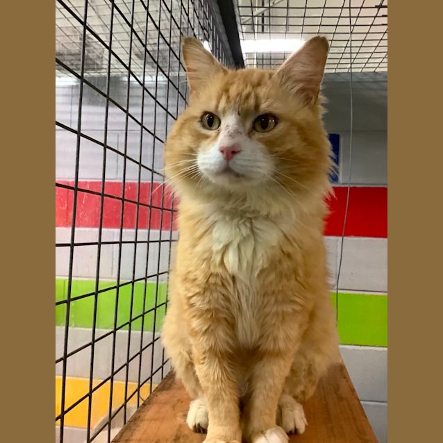 Photo of Harvey