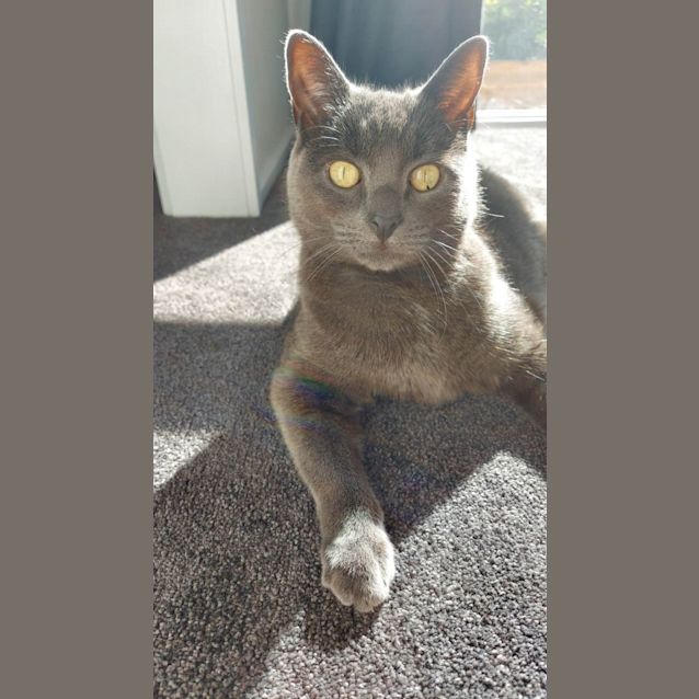 Photo of Cosmo