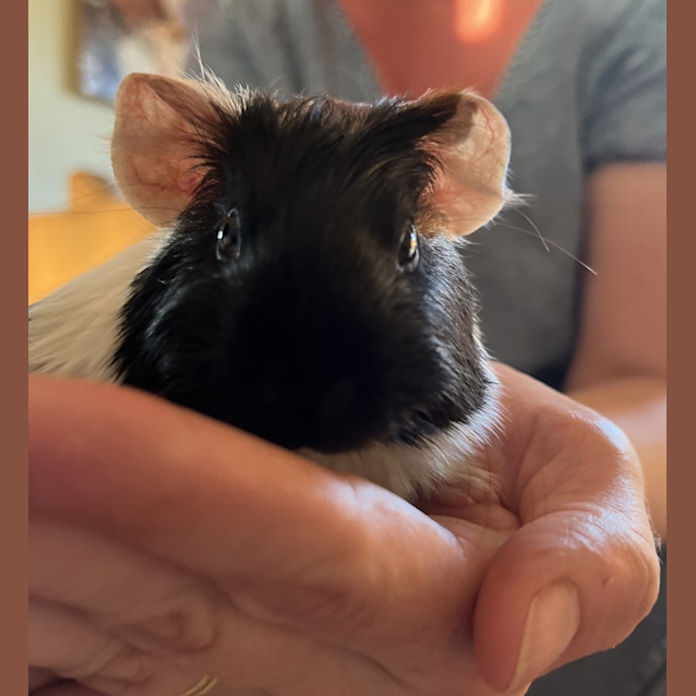 Photo of Dumbo