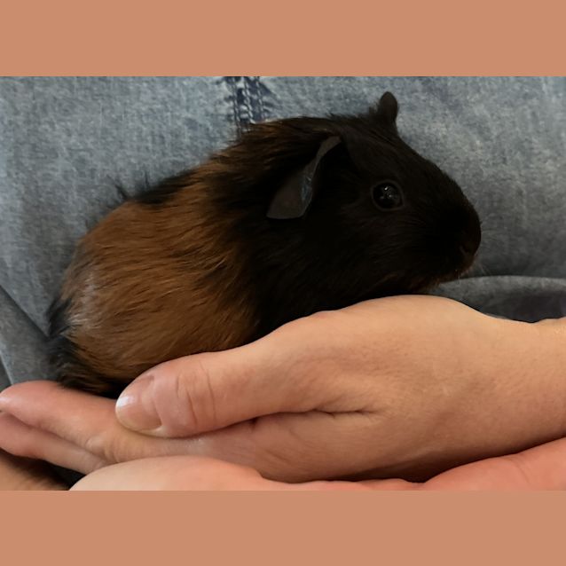 Photo of Snickers