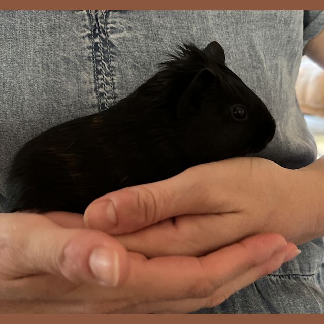 Photo of Midnight