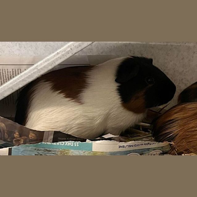 Photo of Delilah