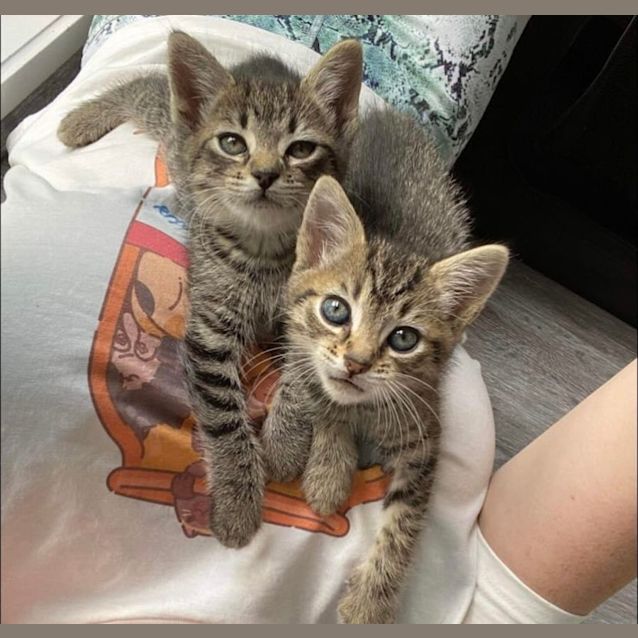 Photo of Brussel & Sprout 