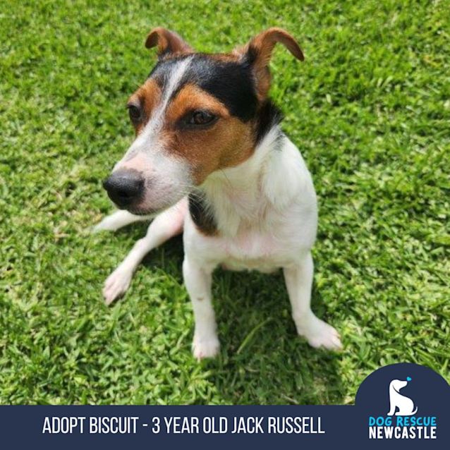 Photo of Biscuit   3 Year Old Jack Russell (Adopted)