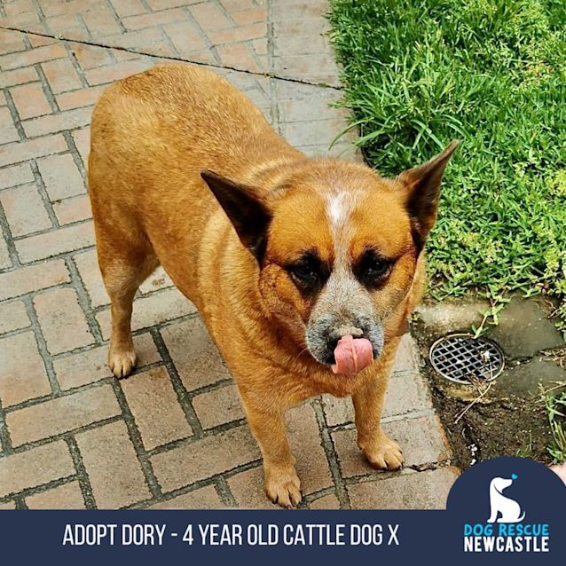 Photo of Dory   4 Year Old Cattle Dog X (On Trial)