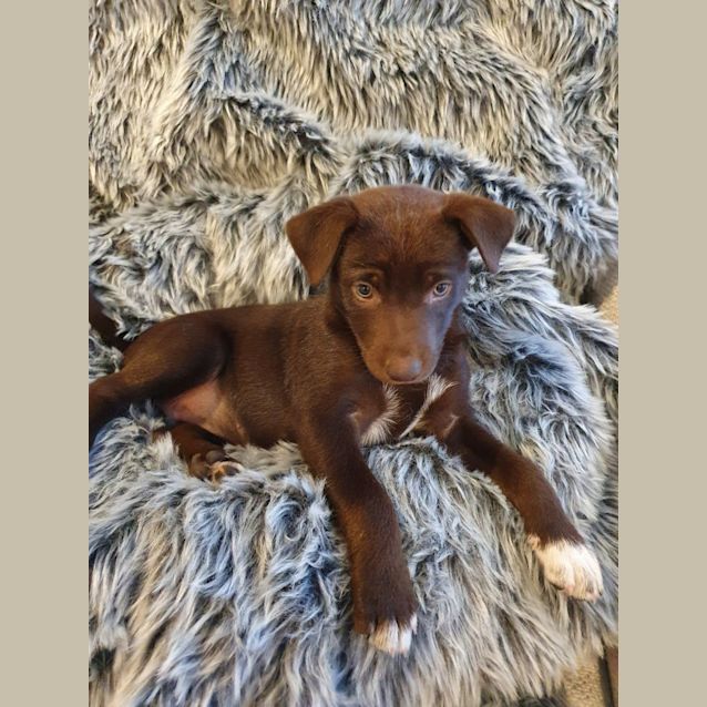 Photo of Nalu   8 Week Old Kelpie X(on Trial 1/12/22)