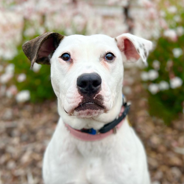 Photo of Mary Puppins