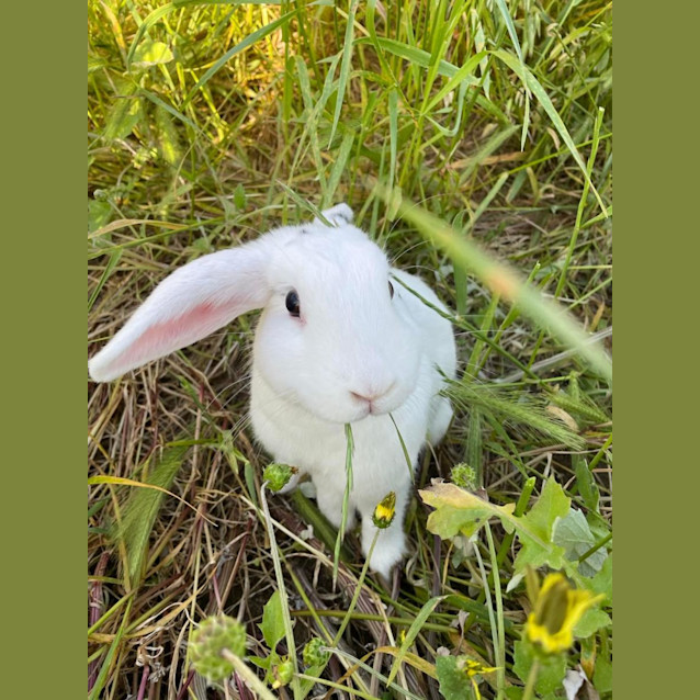 Photo of Ariel & Ivo Panda