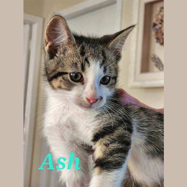 Photo of Ash