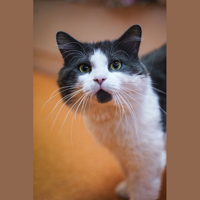 Photo of Haku