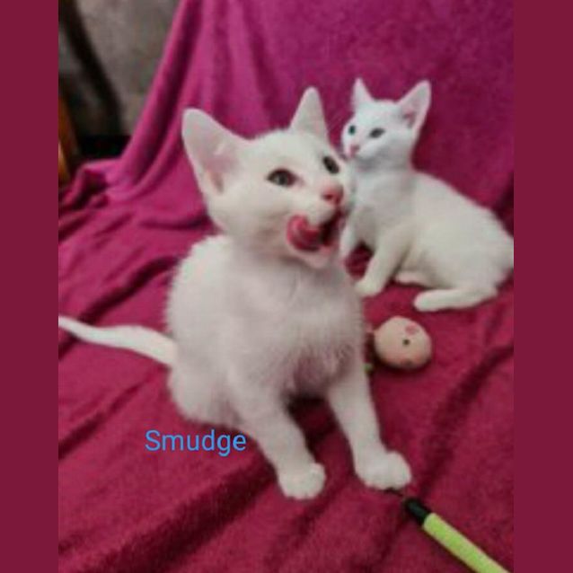 Photo of Smudge