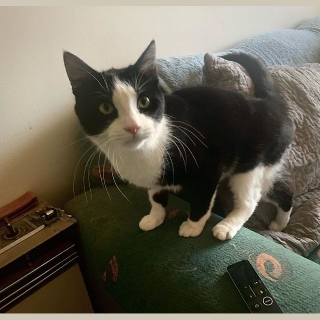 Photo of Khajit