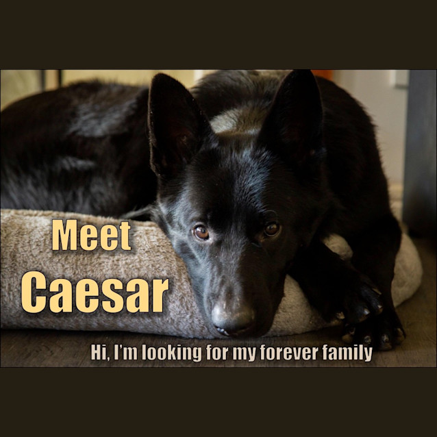Photo of Caezar