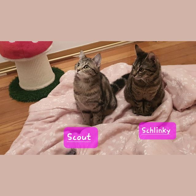 Photo of Schlinky & Scout