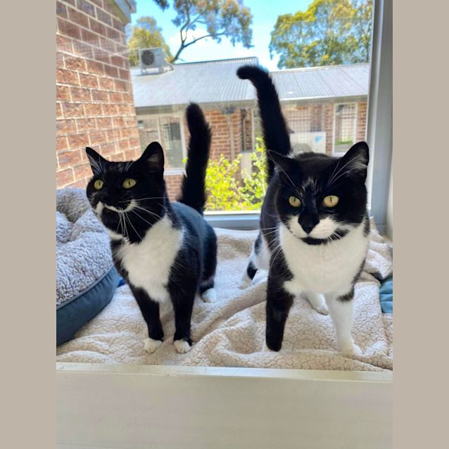 Photo of Pigglet And Penny