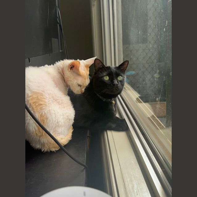 Photo of Fatty Aka Thaddeus 