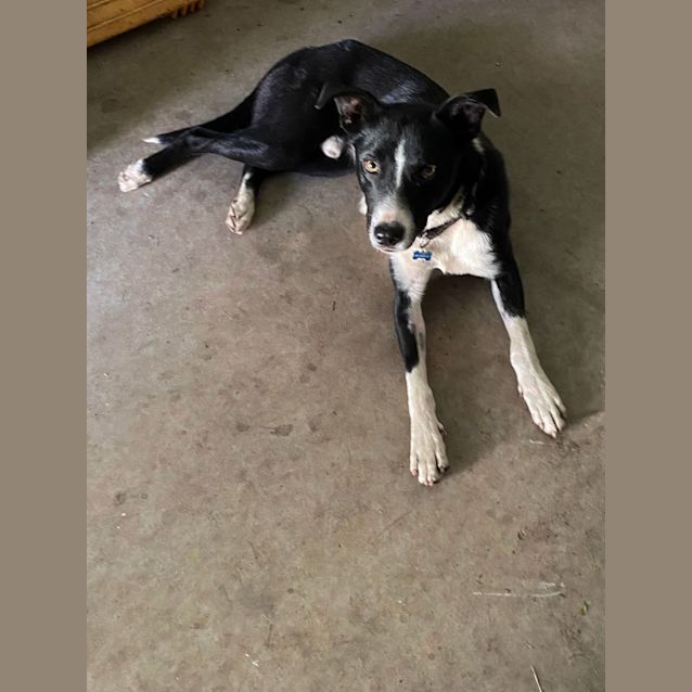 Photo of Dex