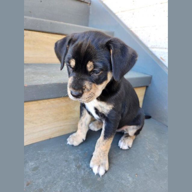 Photo of Onyx   6 Week Old Jack Russell(on Hold 24/11/22)
