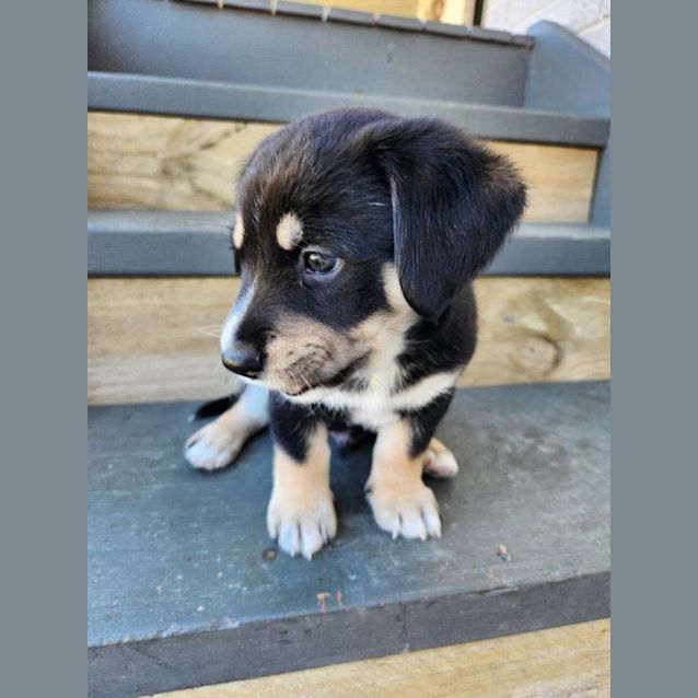 Photo of Odin   6 Week Old Jack Russell X(on Hold 24/11/22)